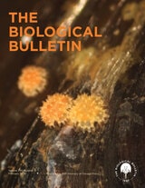 cover of The Biological Bulletin, volume 246 number 1 (February 2024)
