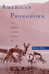 cover of American Pronghorn: Social Adaptations and the Ghosts of Predators Past