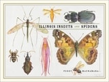 cover of Illinois Insects and Spiders