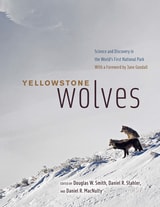 cover of Yellowstone Wolves: Science and Discovery in the World's First National Park