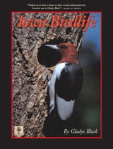 cover of Iowa Birdlife