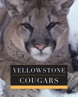 cover of Yellowstone Cougars: Ecology before and during Wolf Restoration