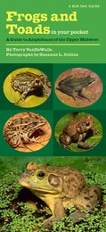 cover of Frogs and Toads in Your Pocket: A Guide to Amphibians of the Upper Midwest