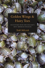 cover of Golden Wings & Hairy Toes: Encounters with New England’s Most Imperiled Wildlife