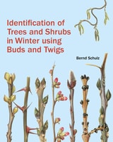 cover of Identification of Trees and Shrubs in Winter Using Buds and Twigs