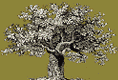 logo for American Philanthropic